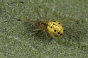 Enoplognatha_ovata_D8196_Z_88_Bij afgraving_Nederland